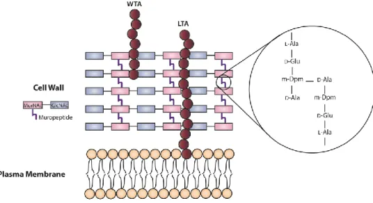 Figure 7  – Schematic representation of the listerial cell envelope structure. WTA, wall teichoic acid; 