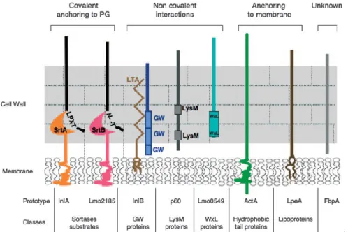 Figure 8 – Schematic representation of the different classes of surface proteins of L