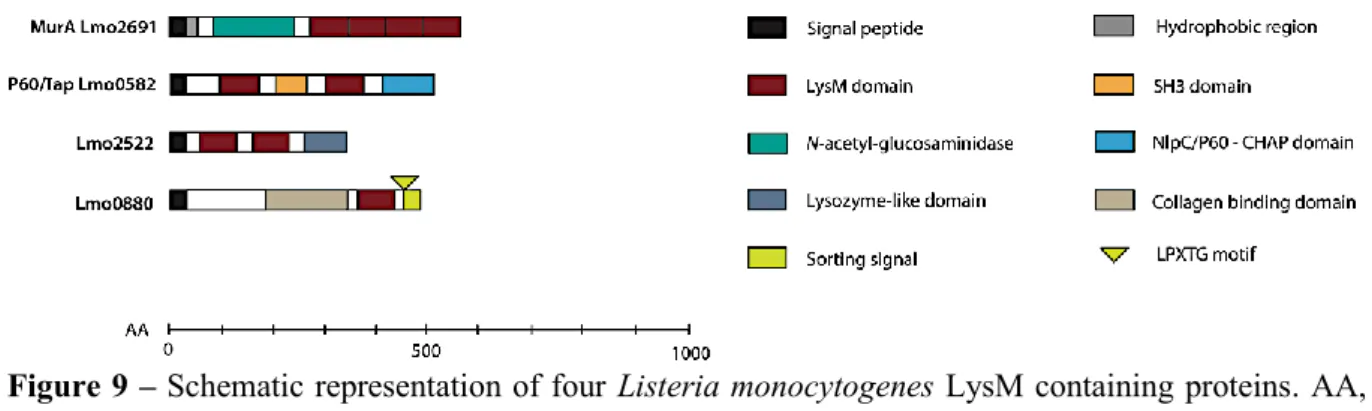 Figure 9  – Schematic representation of four  Listeria monocytogenes LysM containing proteins