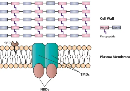 Figure 10  –  Schematic representation of the general structure of an ABC importer in Gram-positive  bacteria