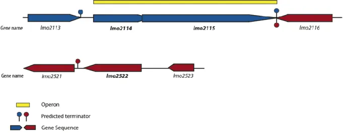 Figure 11 - Genomic organization in L. monocytogenes EGDe of the operon composed by lmo2114  and lmo2115 genes and the lmo2522 region