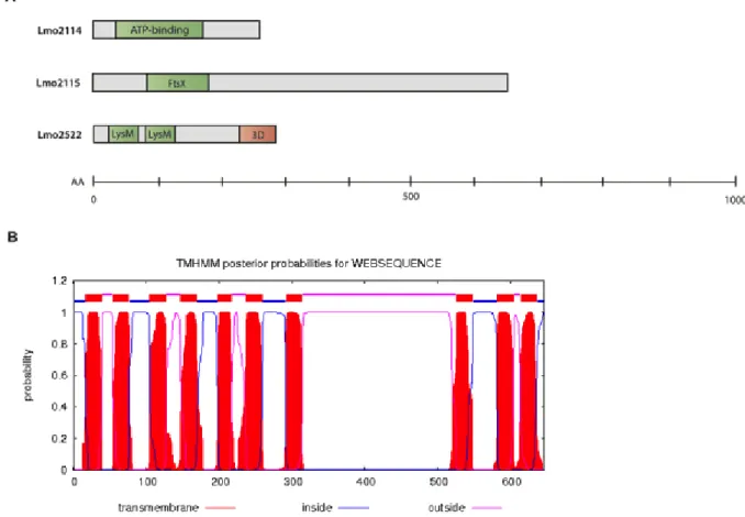 Figure  12  –  Bioinformatic  prediction  of  protein  conformation.  (A)  Schematic  representation  of  conserved functional regions of the selected proteins, Lmo2114, Lmo2115 and Lmo2522
