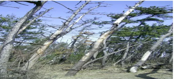Figure  3: Pine trees affected by the pine wood nematode in Japan (photography gently provided by Dr .Vasconcelos)