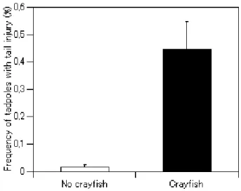 Fig. 3. Mean frequency of tadpoles (+ S.E.) having tail injury in ponds with and without crayfish