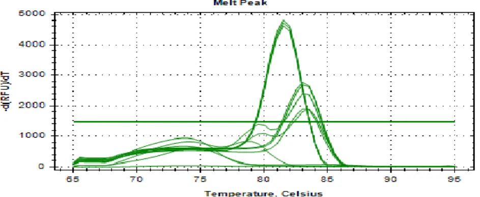 Figure  3.4  Real-time  PCR  melting  curves  of  L.  brevis  D24,  L.  plantarum  D36  and  L