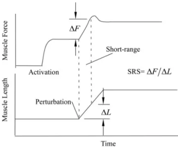 Figure 1.3: Short-range stiness (SRS) is dened as the ratio between the initial force change ( ∆F ) and the length change ( ∆L ) after applying a fast ramp stretch to a contracting muscle