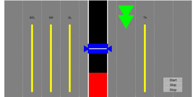 Figure 2.3: Visual feedback provided during the SRS measurements. The ankle torque was visualized by a moving vertical red bar that emerges from the bottom