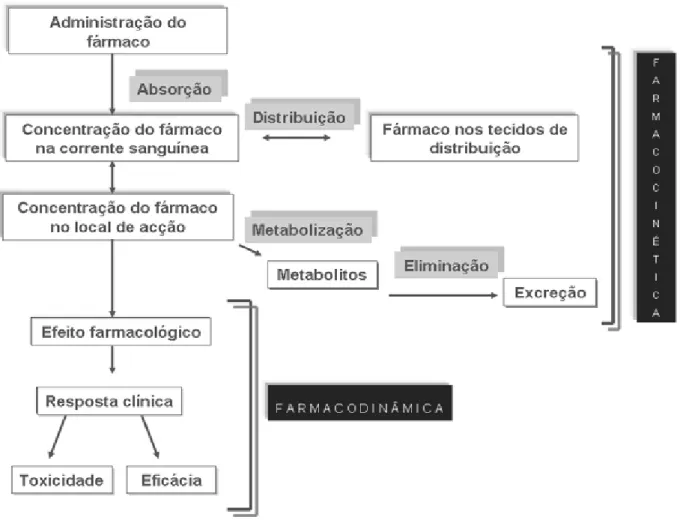 Figura 2 – Mecanismos farmacocinéticos e farmacodinâmicos  (Fonte: http://cisplatina.paginas.sapo.pt/farmacocinetica.html) 