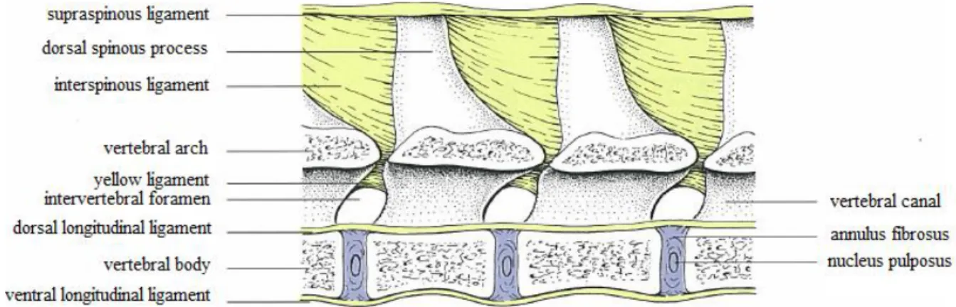 Figure 7 - Long and short ligaments of the vertebral column (adapted from Liebich &amp; König, 2004)