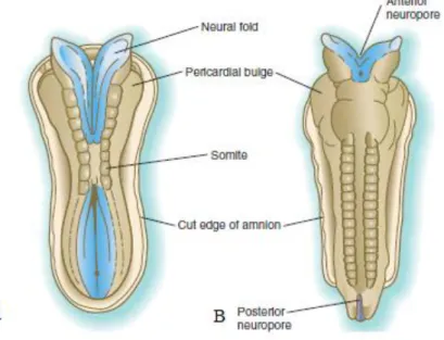Figure 9 - Dorsal view of the embryo undergoing neurulation. A. The neural folds suffer elevation and  start fusing in the cervical region