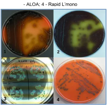 Figura 2 - Meios selectivos utilizados para identificar Listeria: 1 - PALCAM; 2 - OXFORD; 3  - ALOA; 4 - Rapid L’mono 