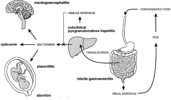 Figura 4 - Fisiopatologia da infecção por L. monocytogenes (Vazquéz-Boland et al.,  2001) 
