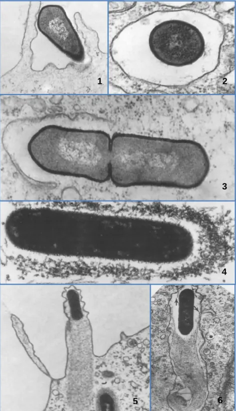 Figura 5 - Imagens ao microscópio óptico que demonstram a invasão celular e a difusão  célula-a-célula (Vazquéz-Boland et al., 2001) 