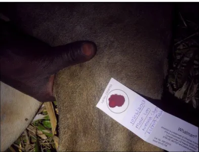 Figure 6 - Blood collection from captured lion using Whatman® FTA® cards. (Source: Niassa Lion Project) 