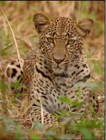 Figure 14 -Female leopard from Niassa Reserve (Photo: Colleen Begg) 