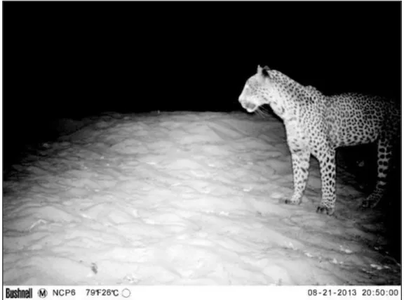 Figure 15 - Camera-trap footage of a Leopard moving during the night (Source: Niassa Lion Project) 