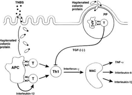 Figure 5. Mechanism of colitis induction and tolerance in the TNBS-induced colitis  model [adapted of Strober et al., 1998] 