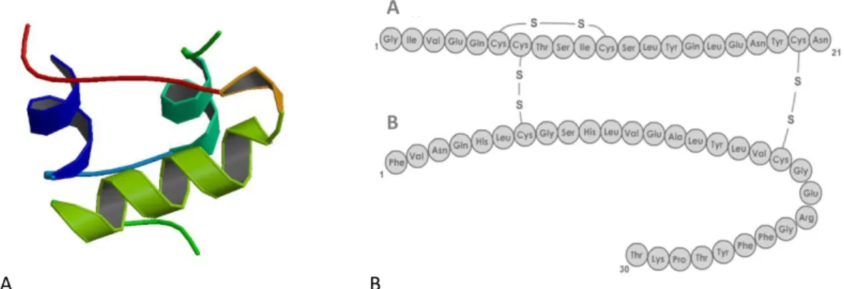 Figure 1.2 Schematic representation of insulin action A