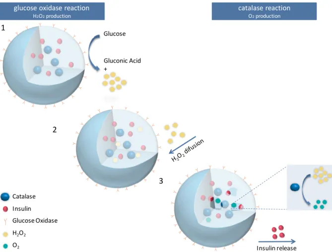 Figure 1.7 Schematic representation of the PLGA-based nanoparticle proposed 