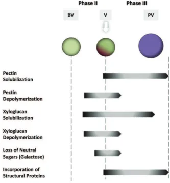Figure 1: Cell wall modifications during berry growth and ripening. Most significant changes in the composition and  chemical  properties  of  the  wall  of  berry  cells  take  place  at  veraison  and  post  veraison  stages,  at  phases  II  and  III  o