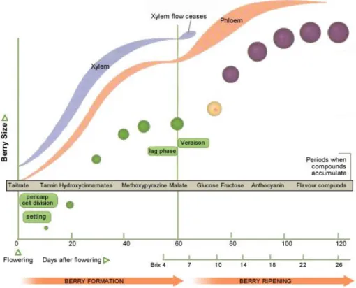 Figure 1.3.  Evolution of the Grape Development (Keller, 2010).