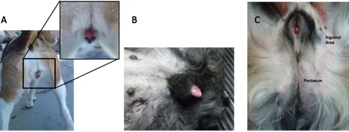 Figure 3 The external genitalia of XX;SRY-negative dogs may show two main patterns: a  female type (A and  B) with a vulva placed in ventral position and an enlarged clitoris  exposed  from  the  vulva;  and  a  more  virilized,  male-like  type  (C),  sho