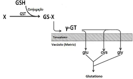 Figura 1.12 Transporte transmembranar do glutationo auxiliado pelo enzima γ-GT (adaptado de Hanigan, 1998)