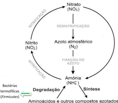Figura 1: Ciclo do azoto (adaptado de Mandigan et al, 2003) 