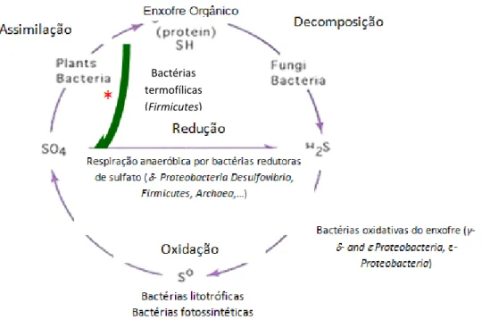 Figura 2: Ciclo do enxofre (adaptado de Madigan et al, 2003) Bactérias 