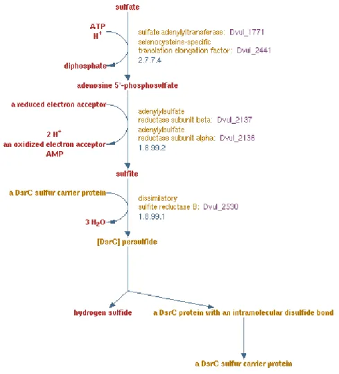 Figura 4: Via dissimilativa da redução do sulfato, proposta para Desulfovibrio vulgaris (retirado de  MetaCyC) 