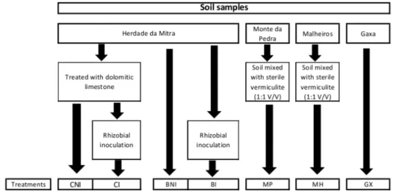 Figure 8. Schematic representation of the experimental design used in this study. 