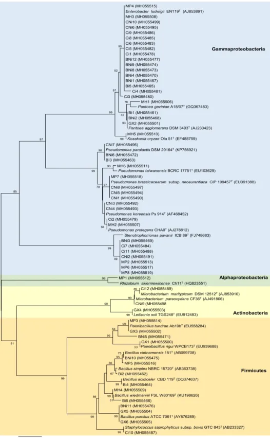 Figure 1. Neighbor-joining phylogenetic tree based on the partial sequence of the 16S rRNA gene of bacterial isolates from chickpea roots and their related type strains