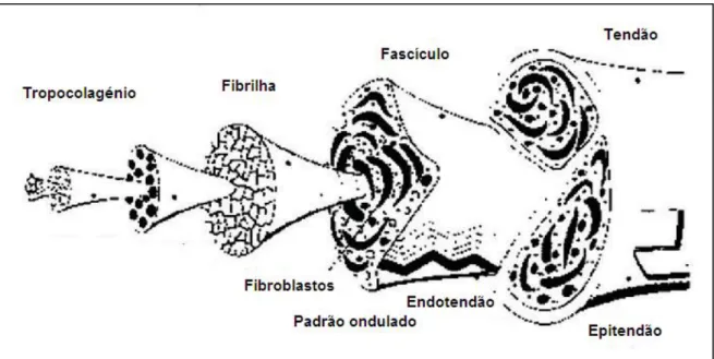 Figura 2 – Estrutura básica do tendão 