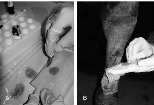 Figura 4 – Preparação (A) e aplicação (B) do gel PRP numa lesão cutânea localizada no  membro distal de um cavalo 