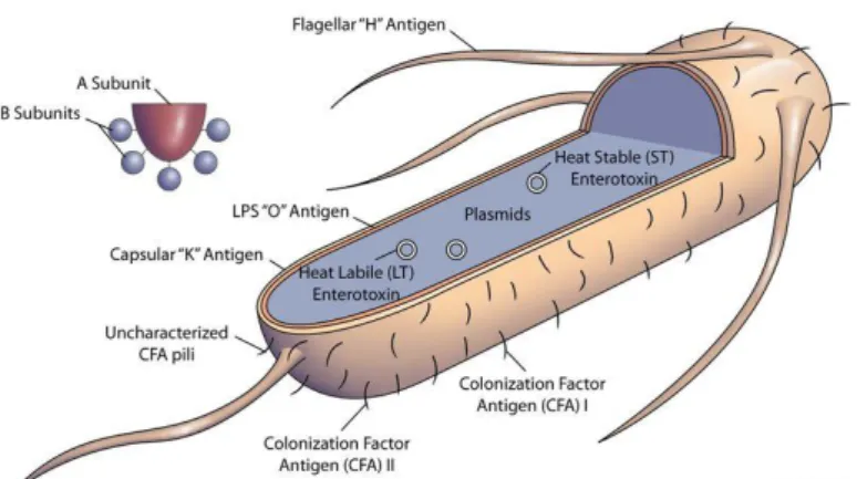 Figura 1 - Fatores de virulência da E. coli enterotoxigénica (Adaptado de Johns Hopkins  Bloomberg School of Public Health, 2013) 