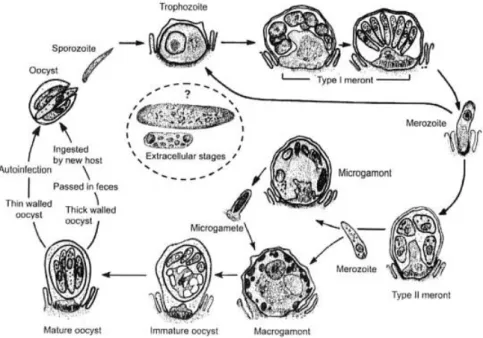 Figura 2 - Ciclo de vida do Cryptosporidium spp (Adaptado de Fayer &amp; Xiao, 2007) 