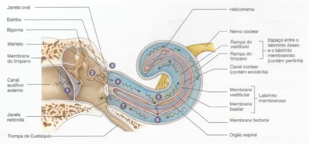 Figura 5 - Corte Longitudinal da Cóclea