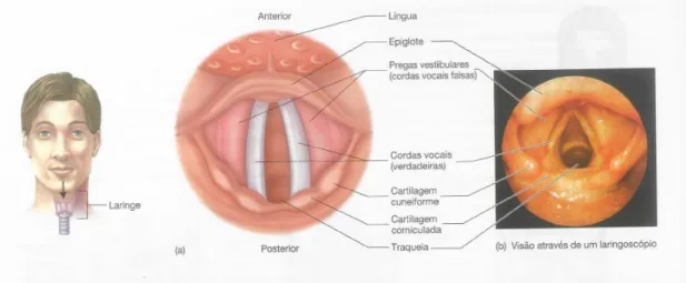 Figura 12 - Cordas Vocais
