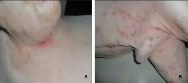 Figura nº 1  – Região axilar (A) e inguinal (B) de um cão com dermatite atópica complicada  por  infecção  bacteriana  secundária