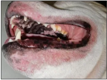 Figura  nº  2  –  Eritema,  alopécia  e  liquenificação  perilabial  de  um  cão  com  diagnóstico  de  dermatite atópica (original)