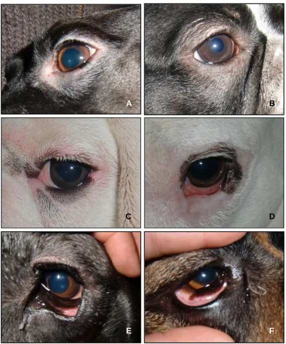 Figura nº 6 – Sinais de conjuntivite alérgica em cães com dermatite atópica (original)