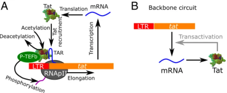Fig. 1. The HIV Tat circuit. (A) Detailed molecular interactions in the Tat gene circuit (SI Appendix, Table S1)