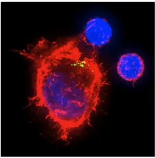 Figure  9.  Virologic  synapse.  A  dendritic  cell  (left)  presents  HIV  (green)  to  primary  T  cells  (right)  in  an  infectious  synapse