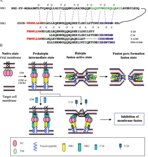 Figure  10.  Schematic  representation  of  the  functional  domains  in  HR1  and  HR2  regions  of  the  TM  glycoprotein  and  the  target  sites  of  HIV  fusion  inhibitors