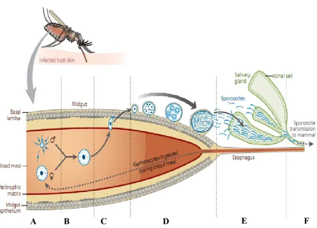 Figure 4.  Fertilisation and  differentiation  of  malaria  parasites in the  mosquito host