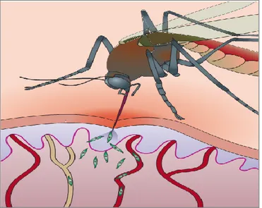 Figure  5.  Deposition  of  sporozoites  into  the  dermis  of  the  vertebrate  host