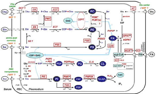 Figure 12. Schematic representation of glycerophospholipid (GPL) biosynthesis pathways in Plasmodium-infected  red  blood  cells