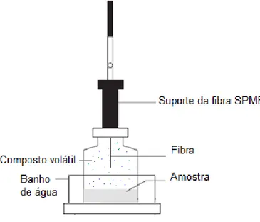 Figura 7 - Equilíbrio dos compostos voláteis entre as três fases: amostra, headspace e fibra SPME