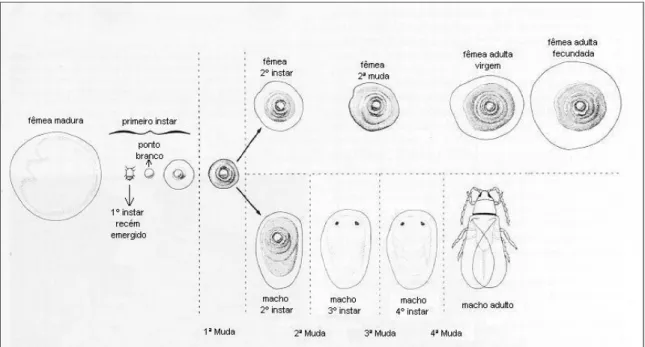 Figura 2 – Ciclo de desenvolvimento de Aonidiella aurantii (adaptado de Grafton-Cardwell et al