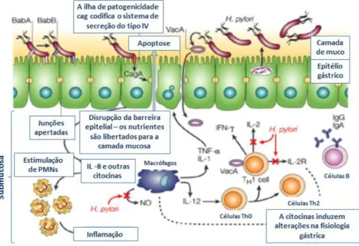 Figura  1.5. Mecanismos  de  colonização,  aderência  e  interação  da  H.  pylori  com  a  mucosa  gástrica  e  a  resposta imune inata e adaptativa desencadeada pelo hospedeiro